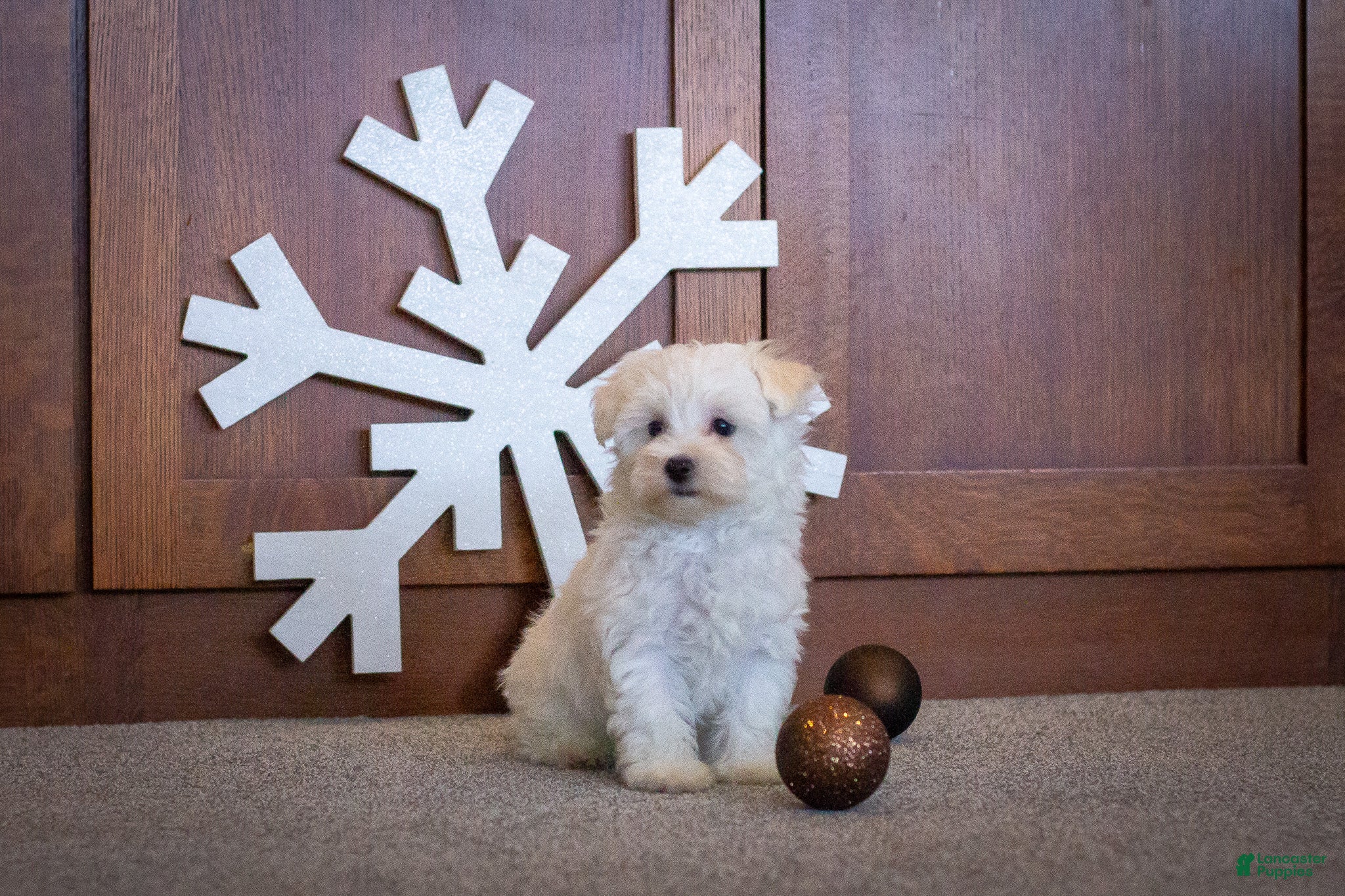 Maltipoo dogs Noel - Ad 4