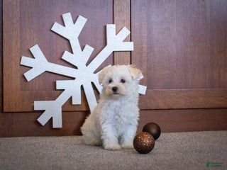 Maltipoo dogs Noel - Ad 23