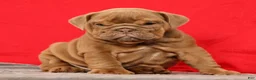 English Bulldog dogs for sale: Scotty - Ad 6