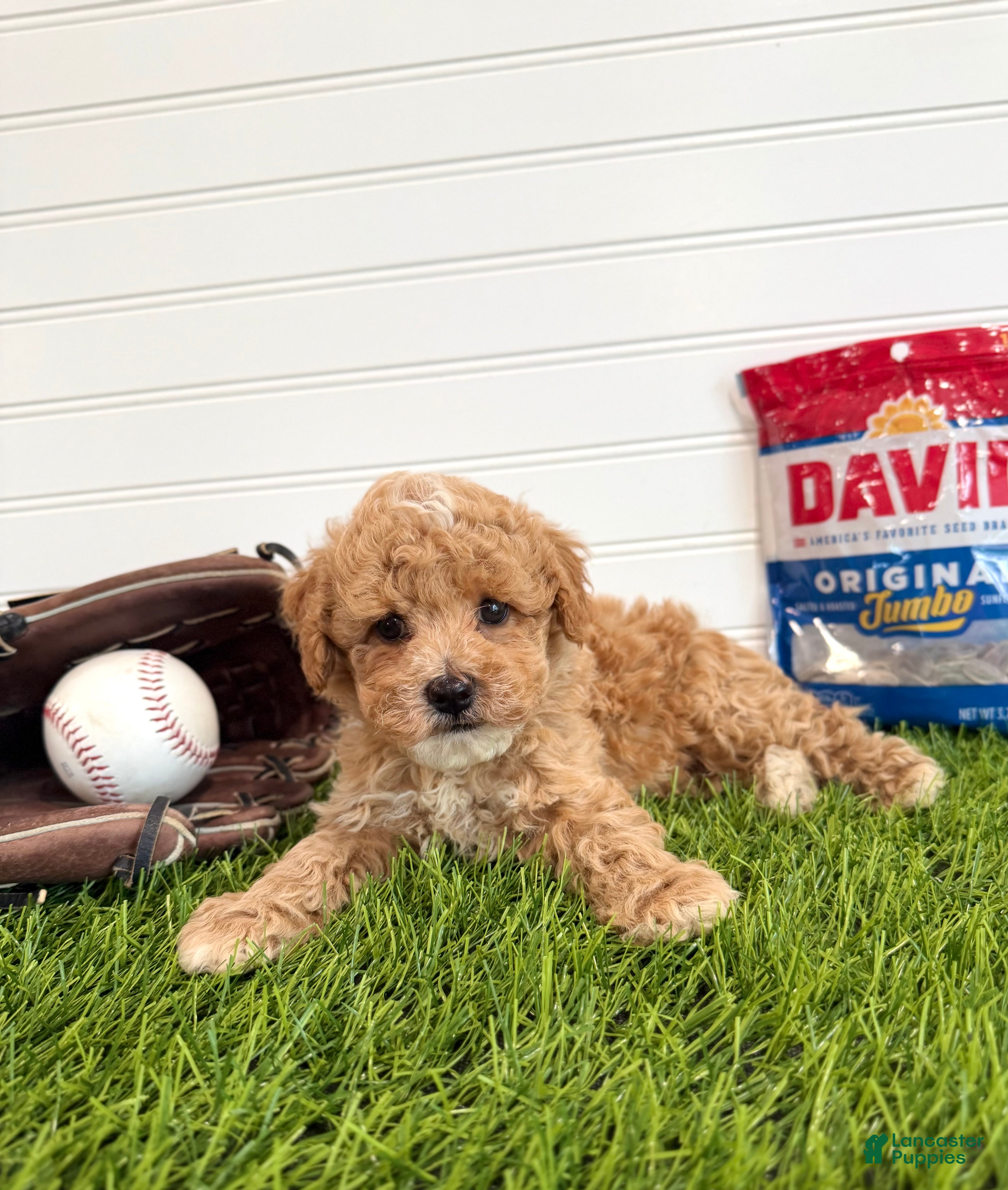 Cavapoo dogs Rookie - Ad 1