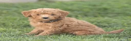 Mini Goldendoodle dogs for sale: Leo Miniature Goldendoodle  - Ad 3