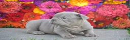 French Bulldog dogs for sale: Caroline - Ad 4