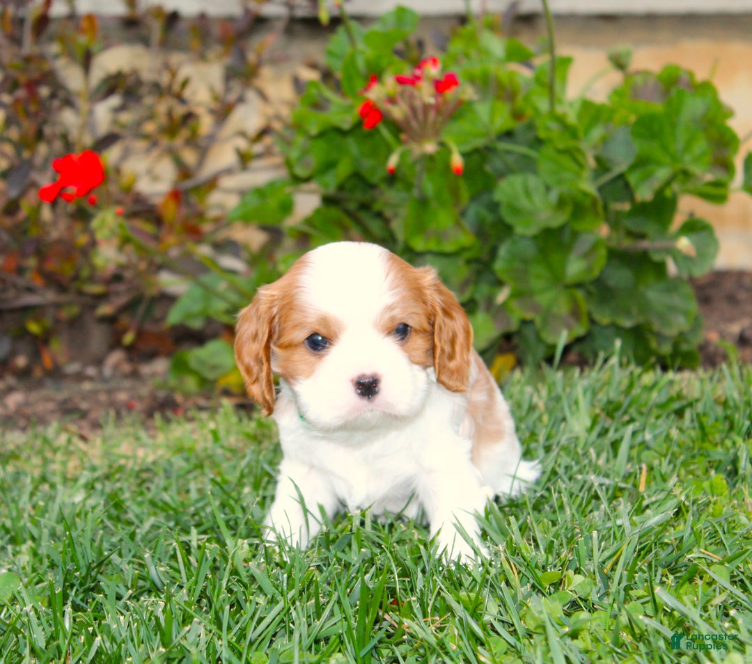 Cavalier King Charles Spaniel dogs for sale: Buddy - Genetic Tested Parents - Ad 13