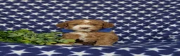 Miniature Poodle dogs for sale: Santiago  - Ad 2