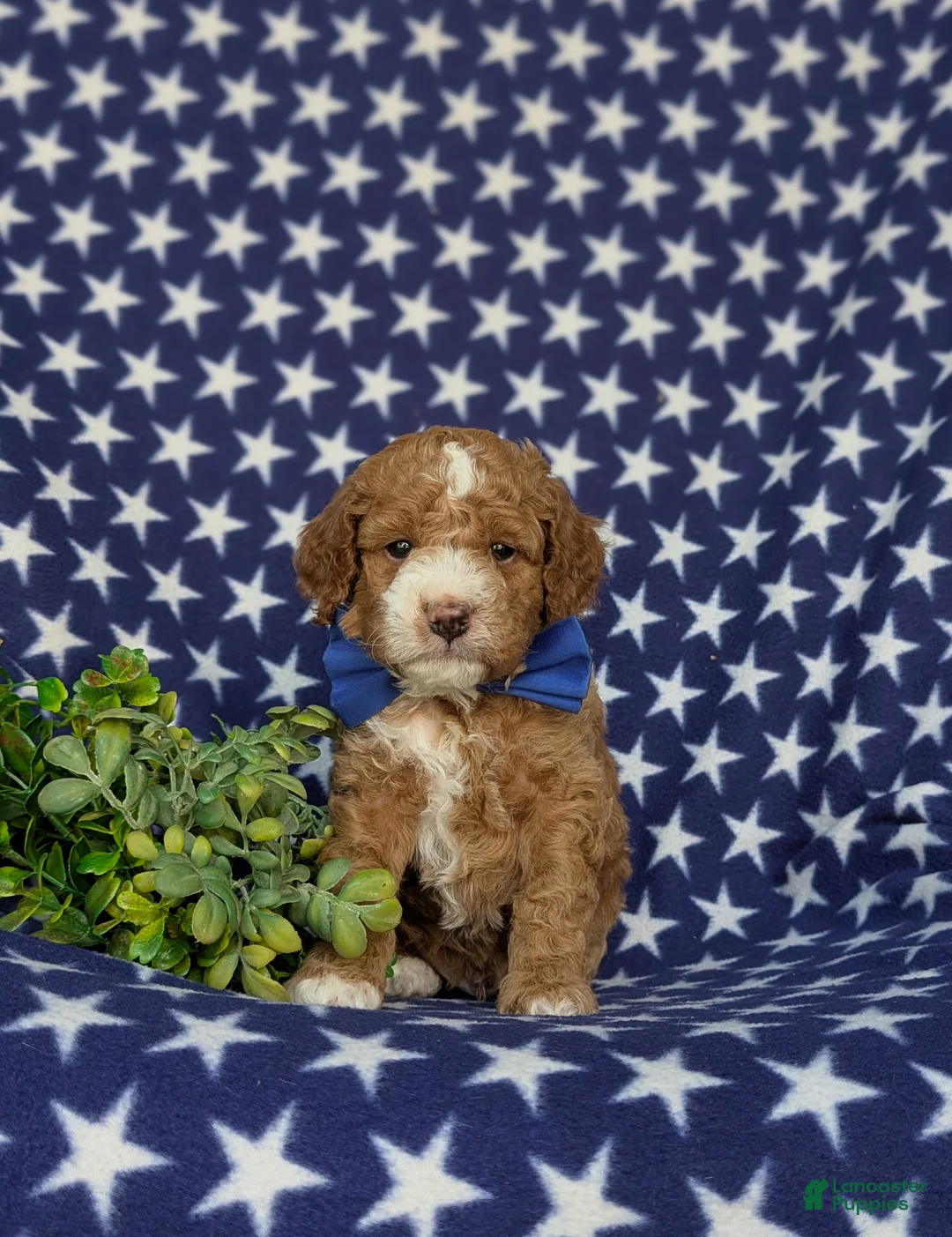 Miniature Poodle dogs for sale: Santiago  - Ad 2