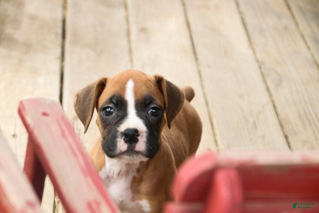 Boxer dogs for sale: Russel - Ad 5