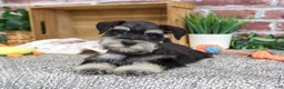Miniature Schnauzer dogs for sale: Julius - Ad 2