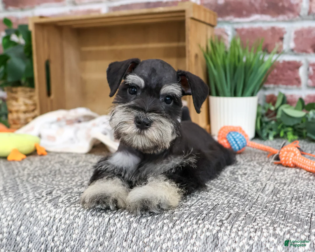 Miniature Schnauzer dogs for sale: Julius - Ad 2