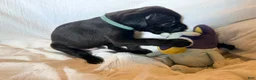 Cane Corso dogs for sale: Rufus AKC blue collar - Ad 26