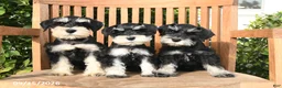 Schnauzer dogs for sale: Kirk - Ad 5