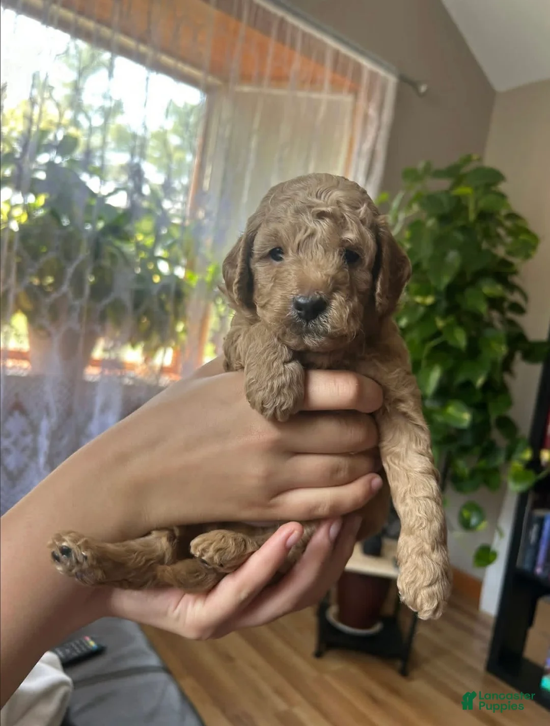 Mini Goldendoodle dogs for sale: Anthony - Ad 1