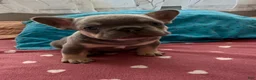 French Bulldog dogs for sale: French Bulldog 1 - Ad 4