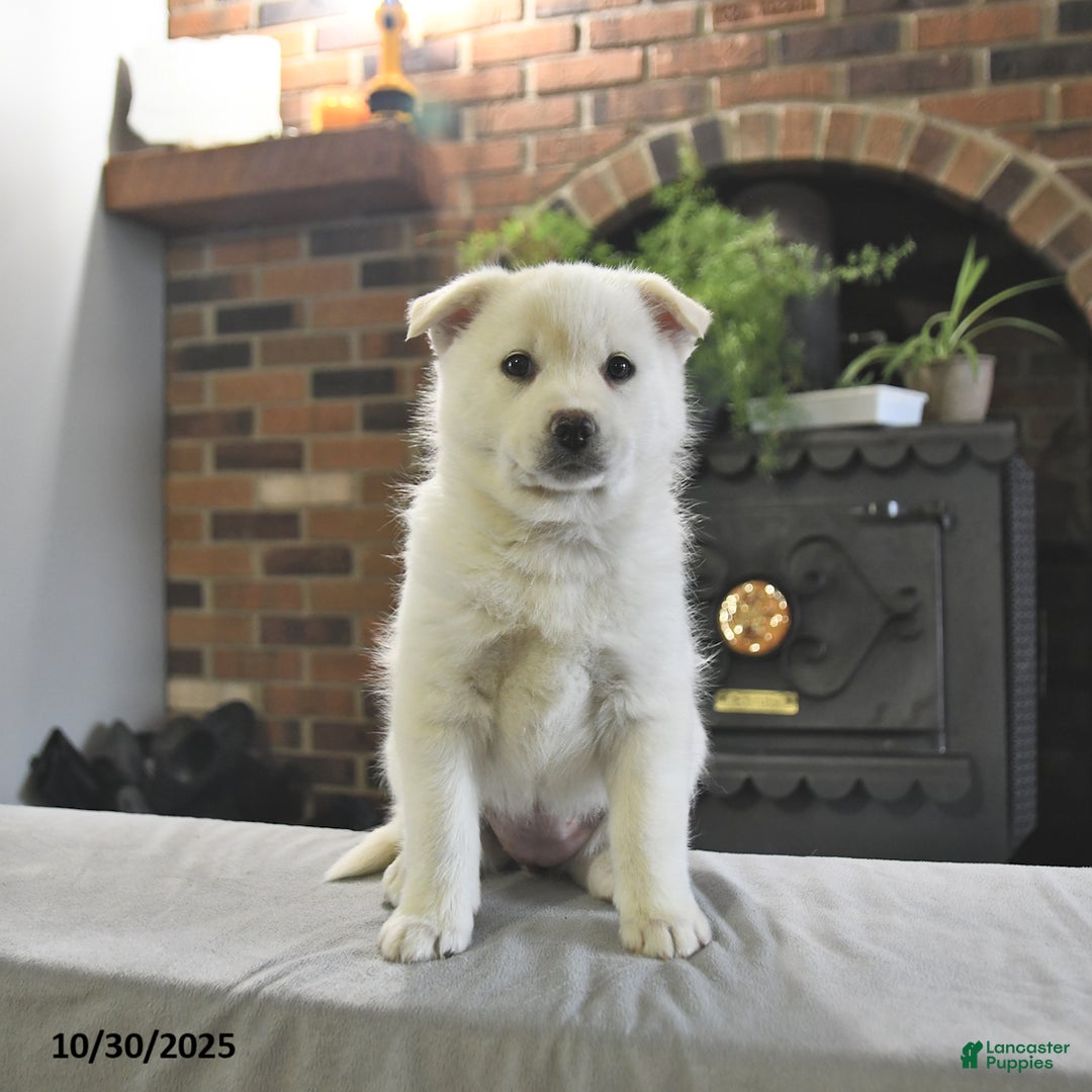 Pomsky dogs for sale: Kenzie - Ad 4