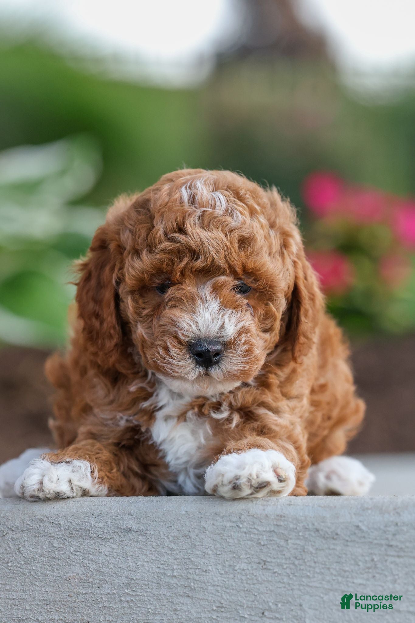 Miniature Poodle dogs Jimmie - Ad 1