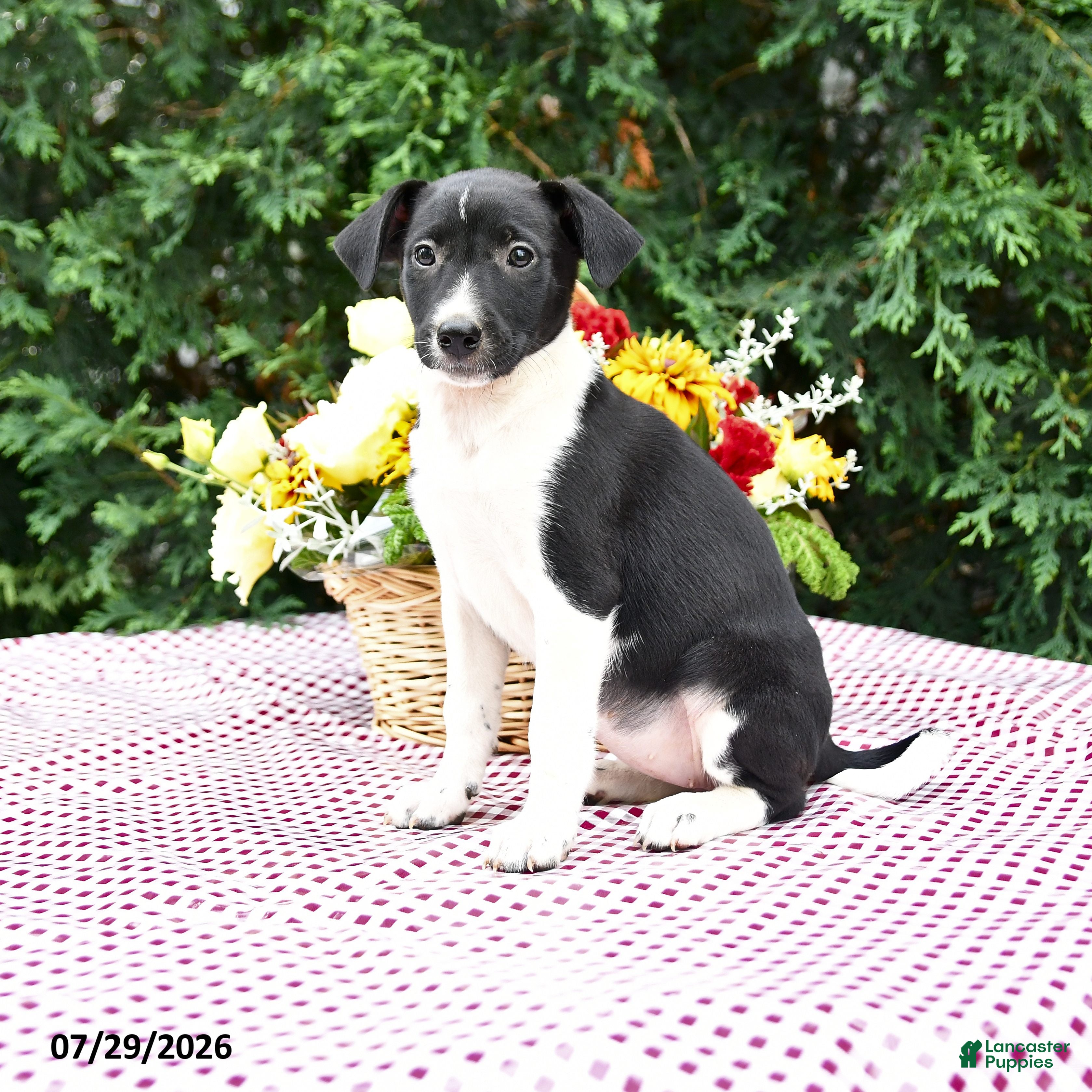 Mixed Breed dogs Cara  - Ad 1