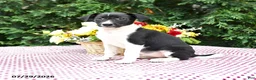 Mixed Breed dogs for sale: Cara  - Ad 1