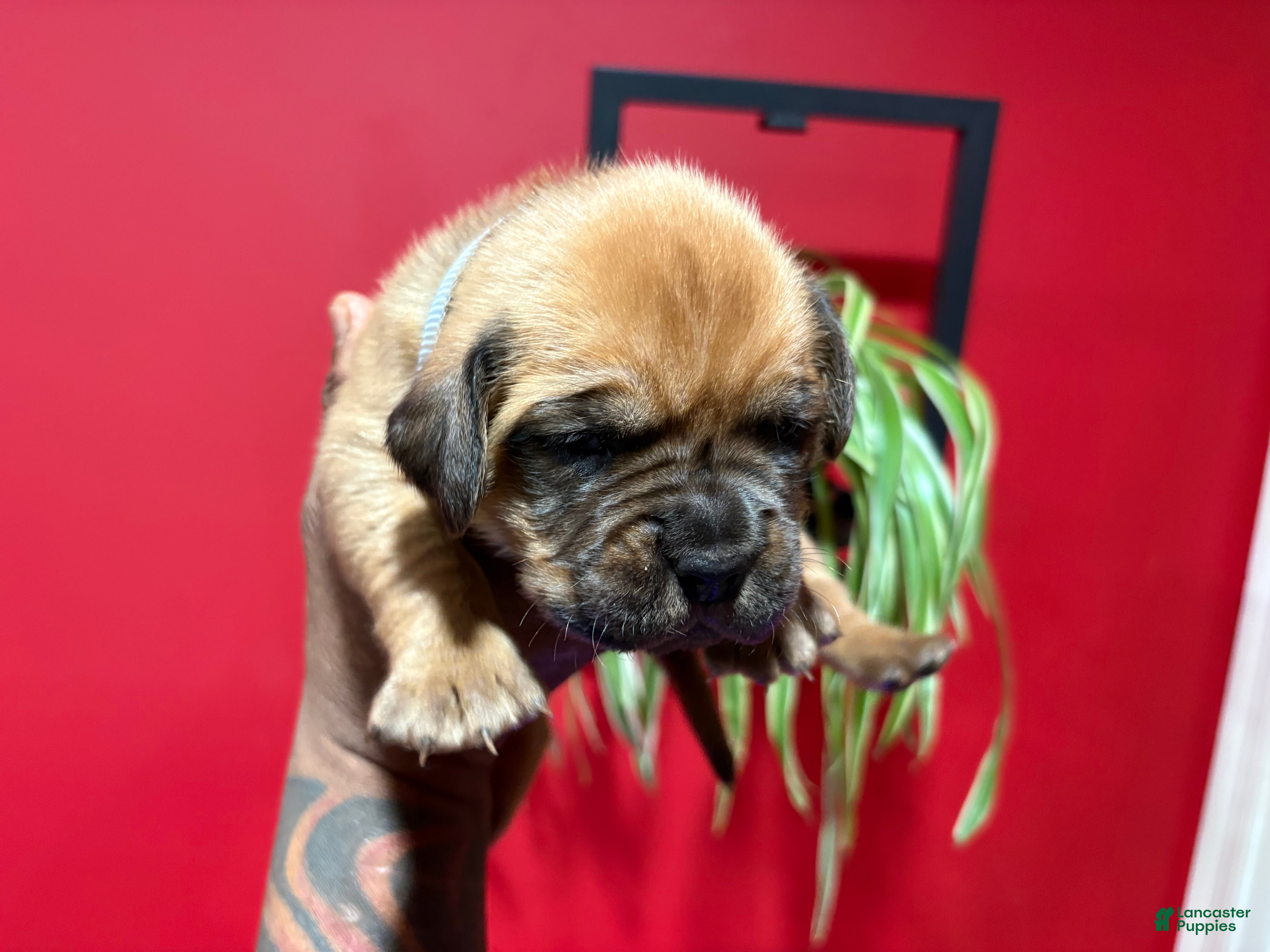 Dogue De Bordeaux dogs Dogue De Bordeaux Puppy 5 - Ad 1