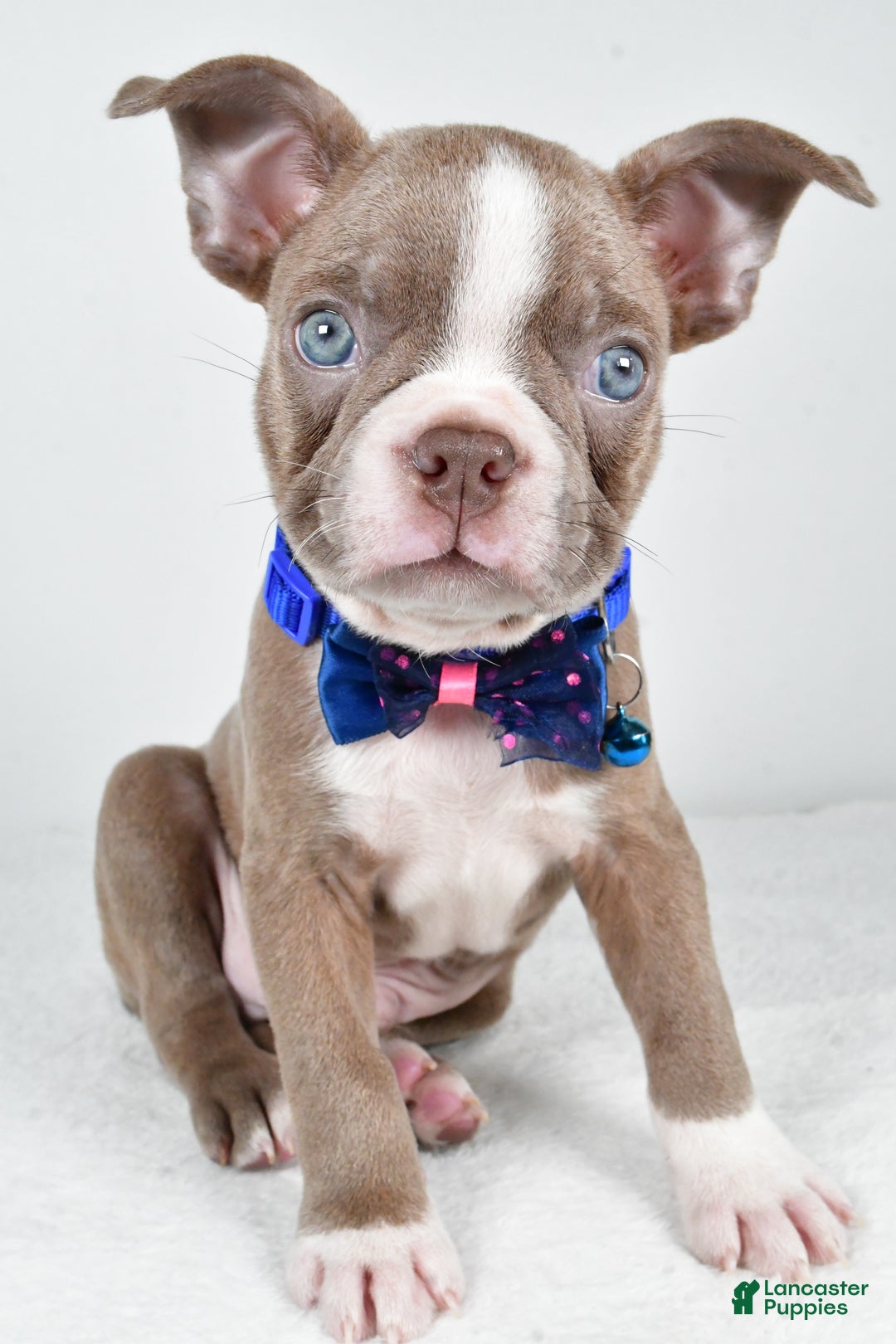 Boston Terrier dogs for sale: Yale - Ad 4