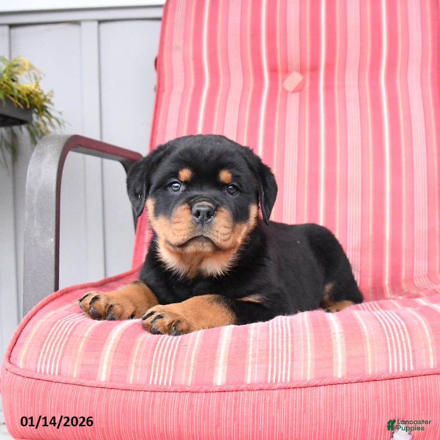 Rottweiler dogs Shadow - Ad 11
