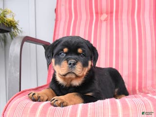 Rottweiler dogs Shadow - Ad 26
