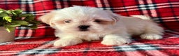 Shih Tzu dogs for sale: Luna - Ad 2