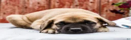 English Mastiff dogs for sale: Morris - Ad 15