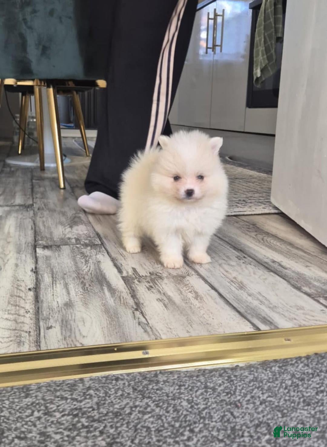 Pomeranian dogs Kayla - Ad 5