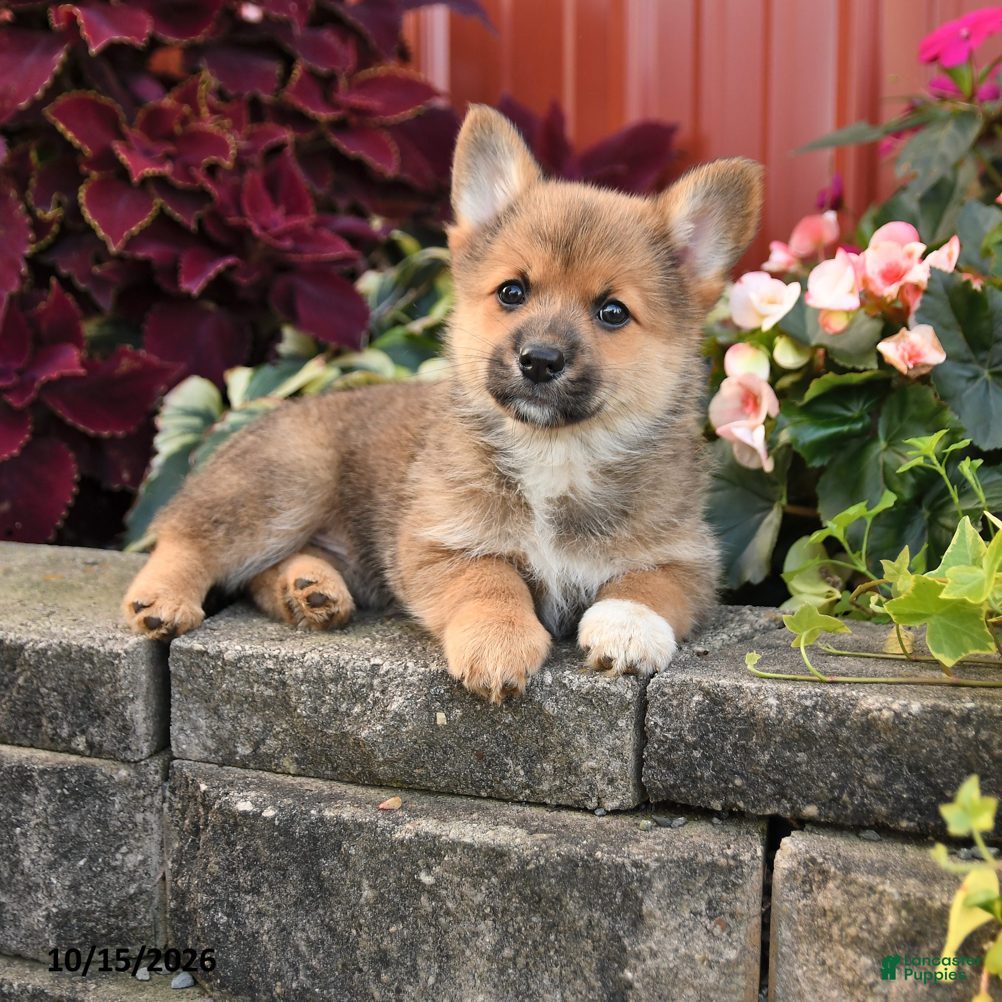 Pomeranian dogs Cinnamon - Ad 1