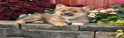 Pomeranian dogs for sale: Cinnamon - Ad 1