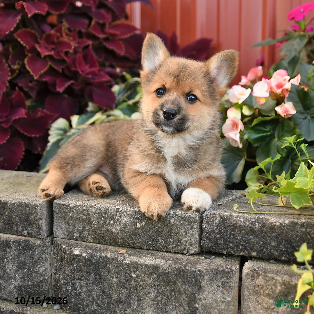 Pomeranian dogs for sale: Cinnamon - Ad 1
