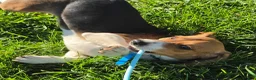 Beagle dogs for sale: Hunter  - Ad 3