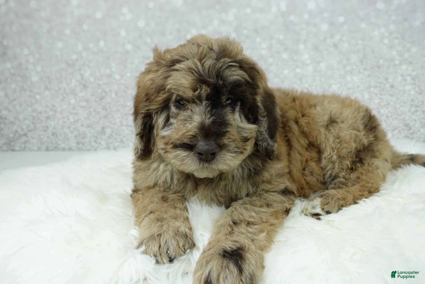 Newfypoo dogs Rusty - Ad 2