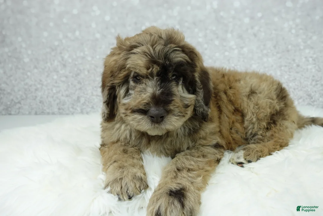 Newfypoo dogs for sale: Rusty - Ad 2