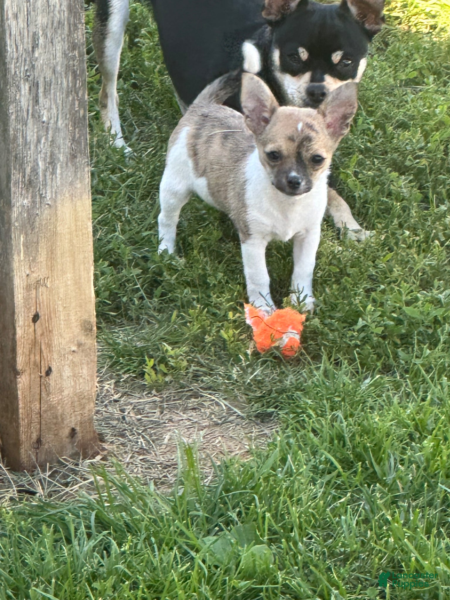 Chihuahua dogs Chihuahua Puppy 1 - Ad 2