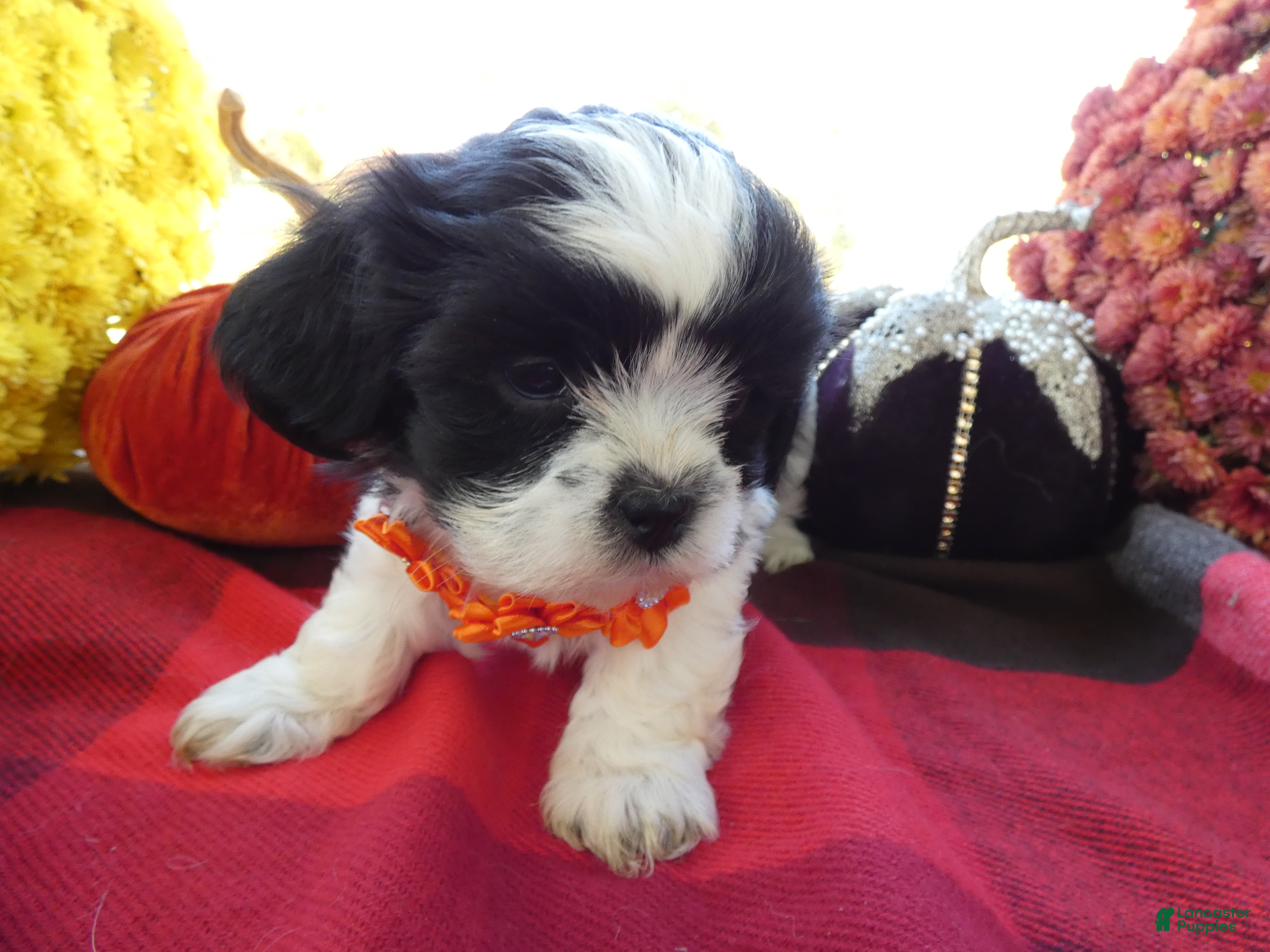 Shih Tzu dogs Shih Tzu 1 Scooter - Ad 30