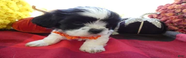 Shih Tzu 1 Scooter