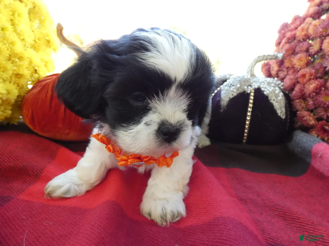 Shih Tzu dogs for sale: Shih Tzu 1 Scooter - Ad 1