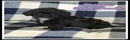 Miniature Poodle dogs for sale: Maggie - Ad 1