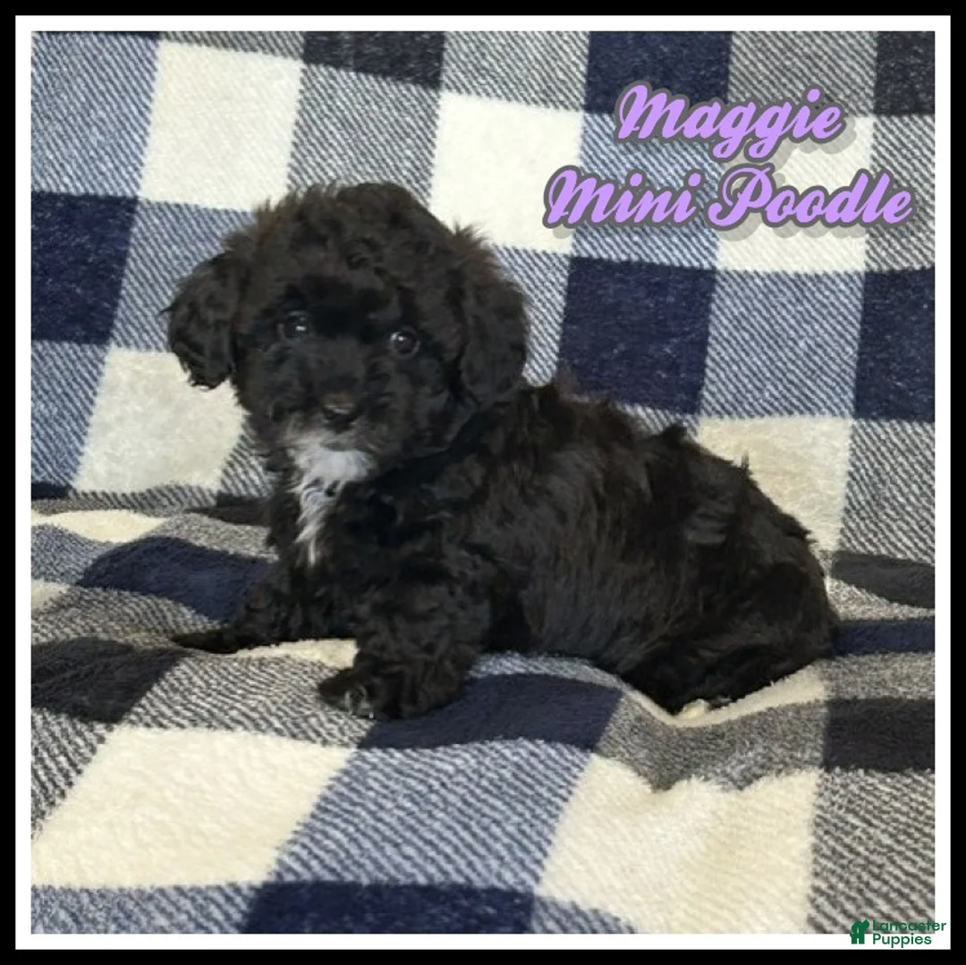 Miniature Poodle dogs for sale: Maggie - Ad 1