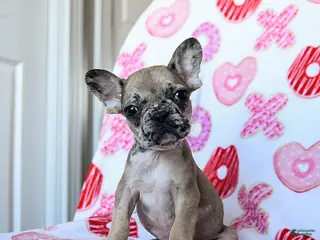 French Bulldog dogs Paris - Ad 16