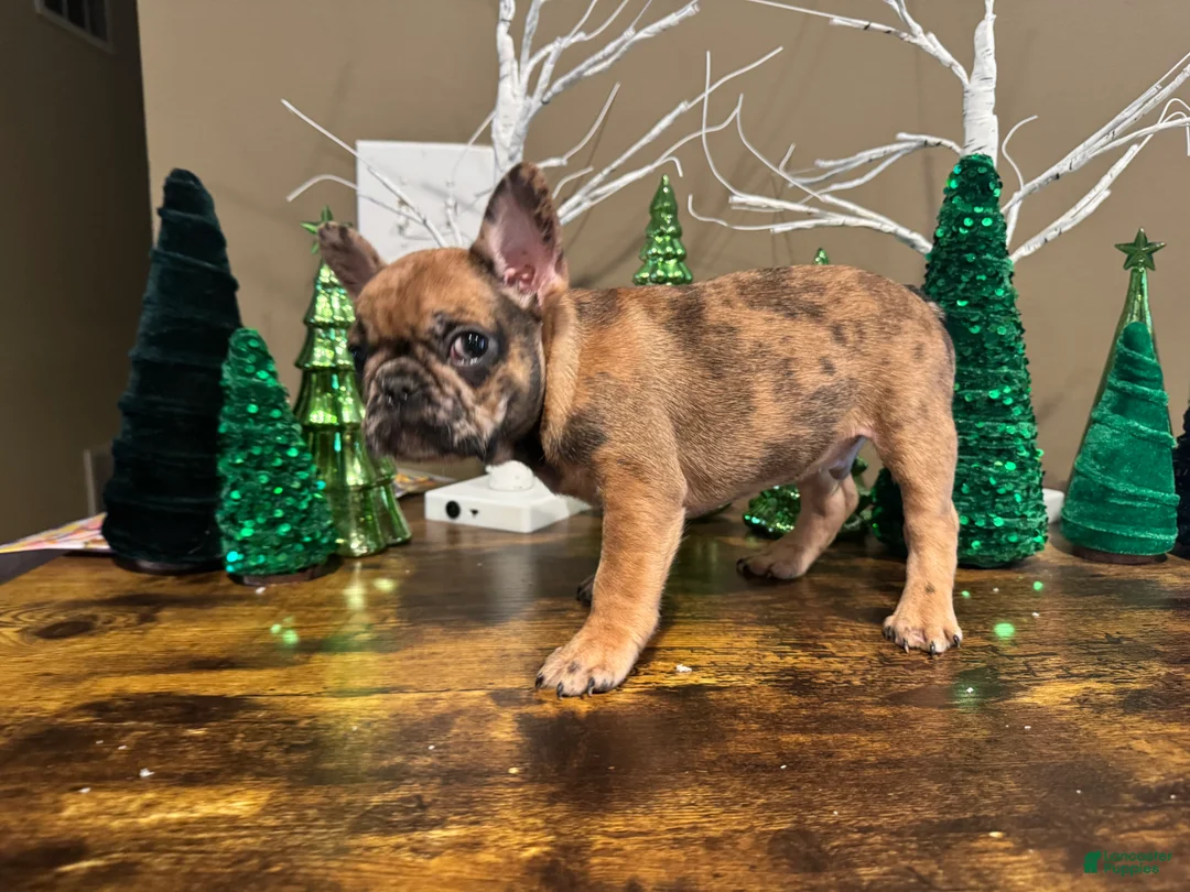 French Bulldog dogs for sale: French Bulldog Puppy 1 - Ad 7