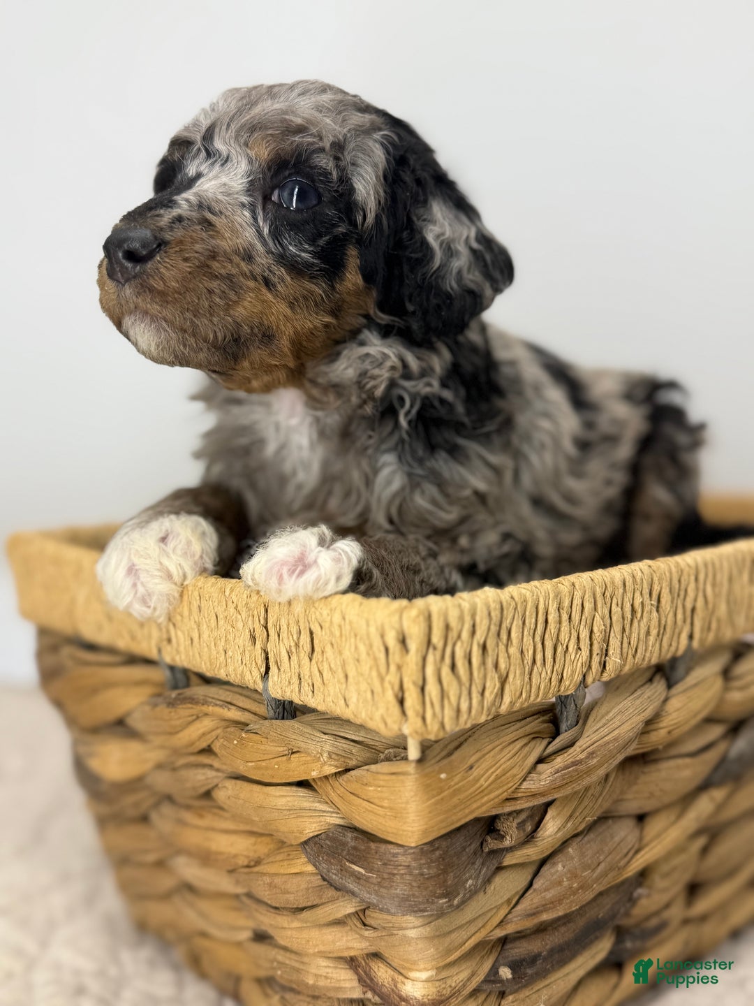 Standard Poodle dogs for sale: Birch - Ad 3