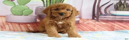 Mini Goldendoodle dogs for sale: Kloe - Ad 3