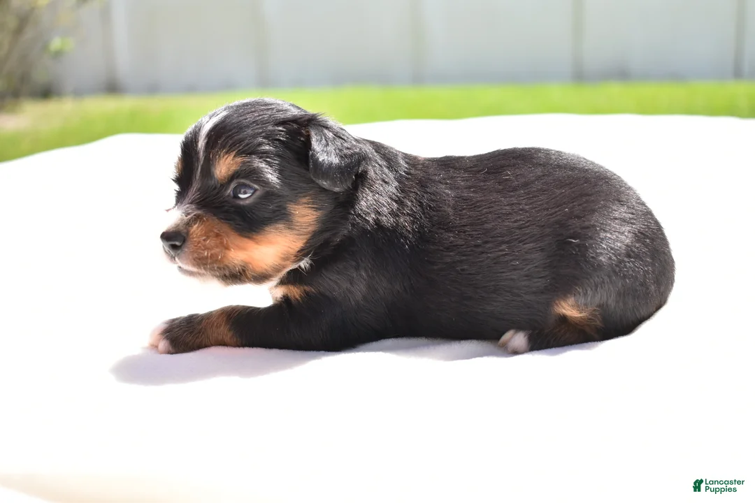 Toy Australian Shepherd dogs for sale: Toy Australian Shepherd Puppy 1 - Ad 4