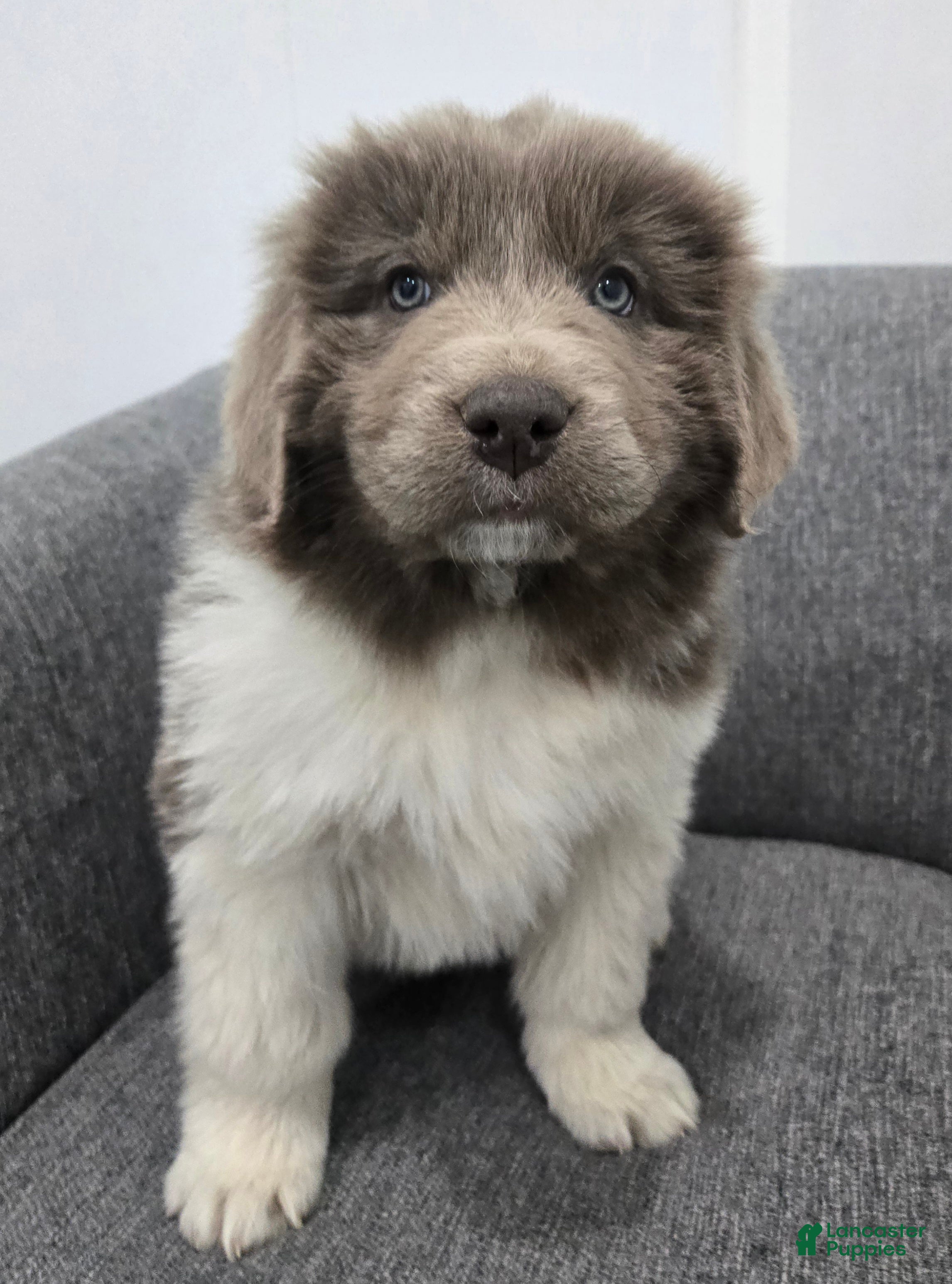 Newfoundland dogs Bella - Ad 20