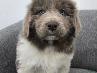 Newfoundland dogs Bella - Ad 17