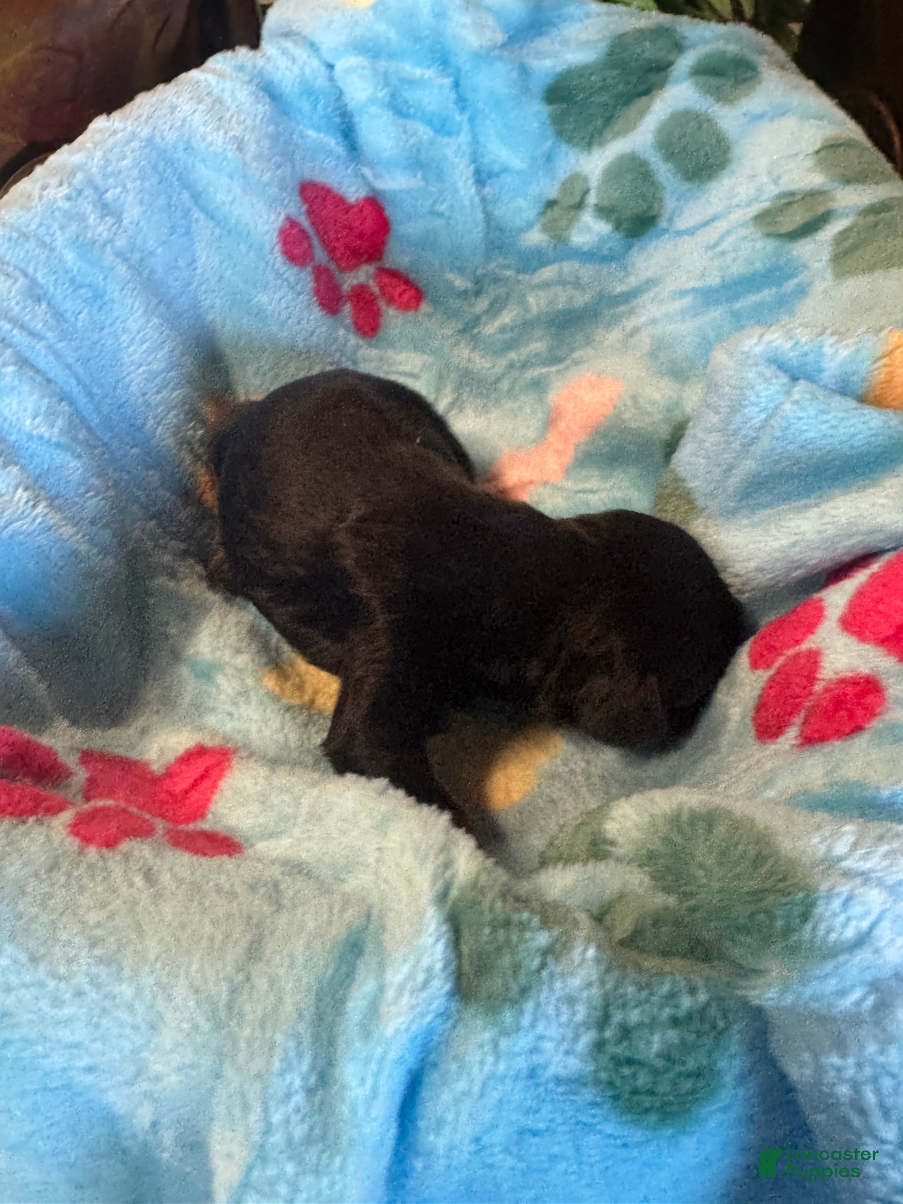 Cavapoo dogs for sale: Boomer - Ad 2
