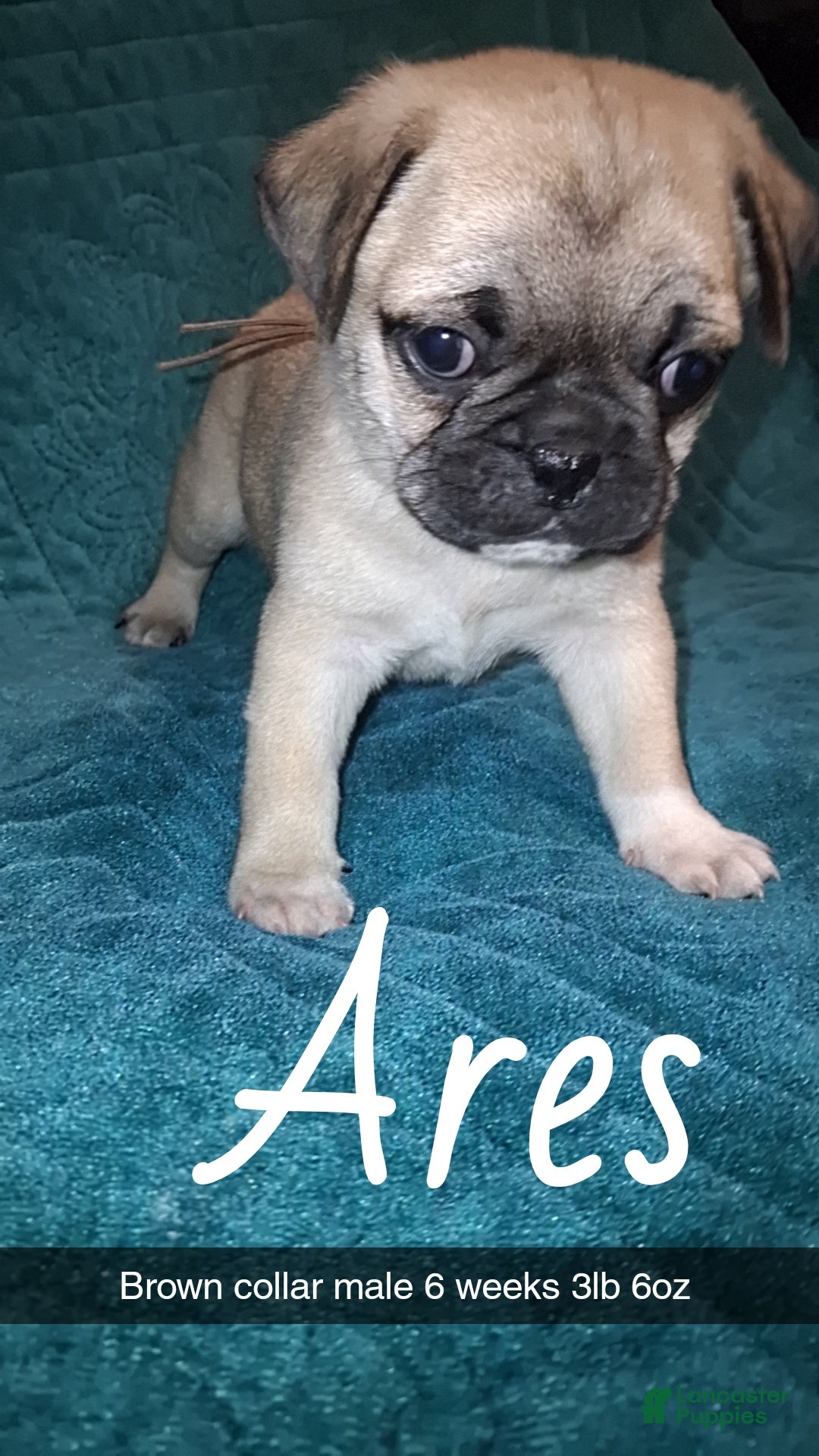 Pug dogs Ares - Ad 2