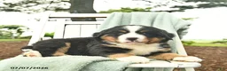 Mixed Breed dogs for sale: Rusty  - Ad 5