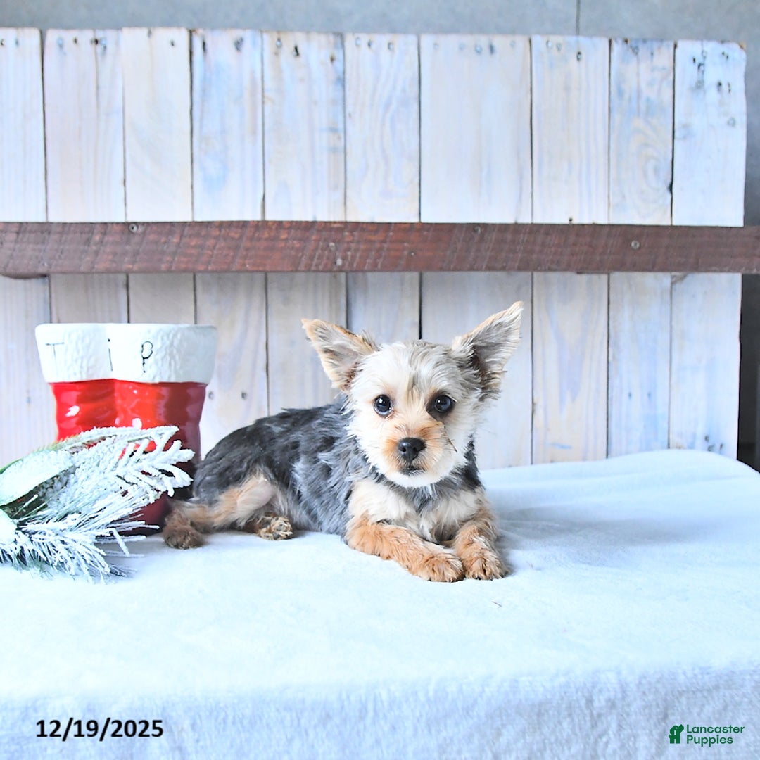 Yorkshire Terrier dogs for sale: Tinkerbell - Ad 5